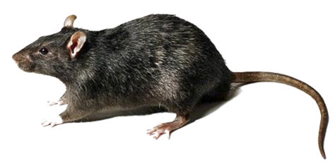 Rat Transparent Png (black)