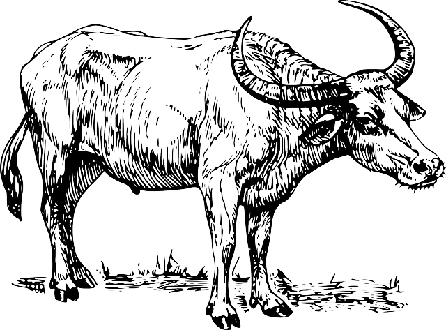 Water Buffalo Png Background Image (black, white, gray, silver)