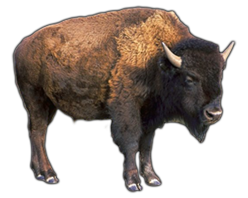 Water Buffalo Png Pic (white, gray, lavender, black, silver)