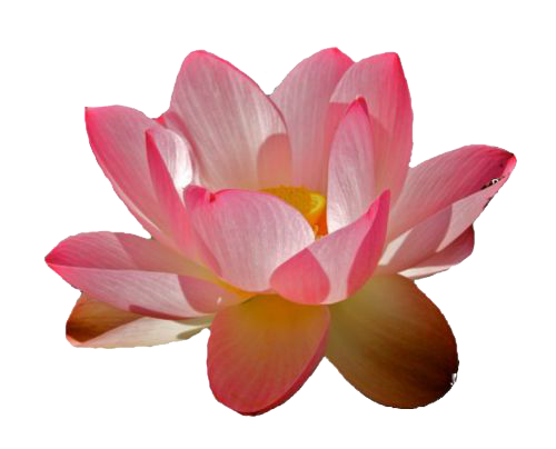 Water Lily Png File (gray, silver, salmon, white)