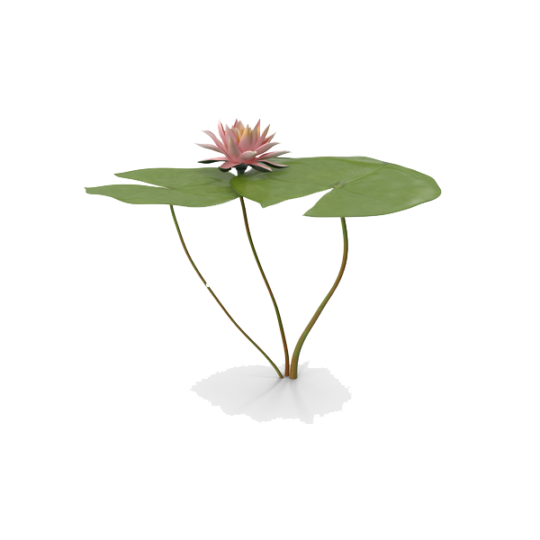 Water Lily Png Free Download (lavender, white)