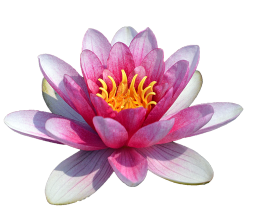 Water Lily Png Hd (black, silver, lavender, white)