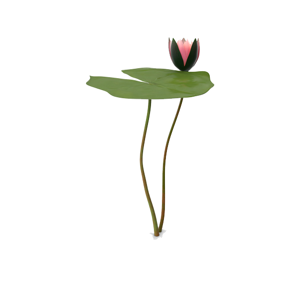 Water Lily Png Picture (gray, beige, white)