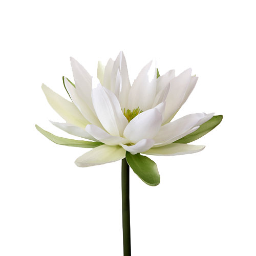 Water Lily Png Transparent Image (beige, white)