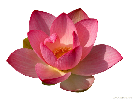 Water Lily Png Transparent (black, gray, chocolate)