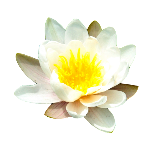 Water Lily Transparent Background (gold, black, yellow, white)