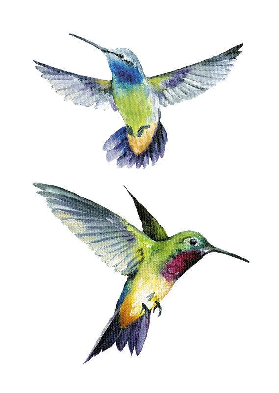 Watercolor Hummingbird Png Transparent Image (black)