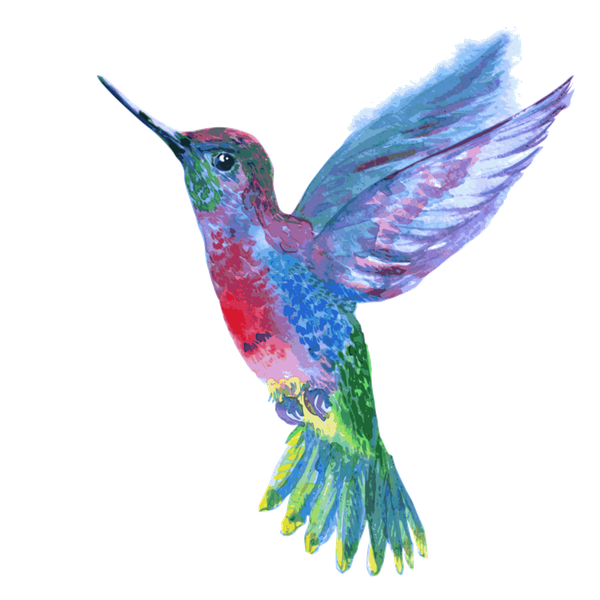 Watercolor Hummingbird Transparent Png (black, gray)