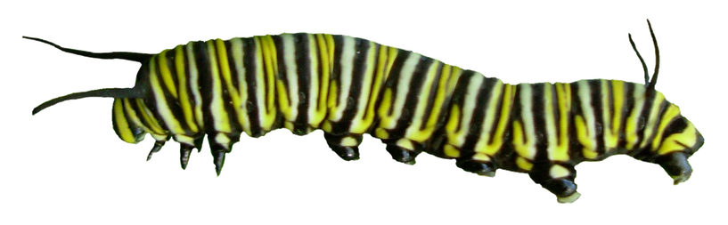 Caterpillar Png Pic (black)