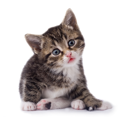 Cats Png File (black, white, lavender)