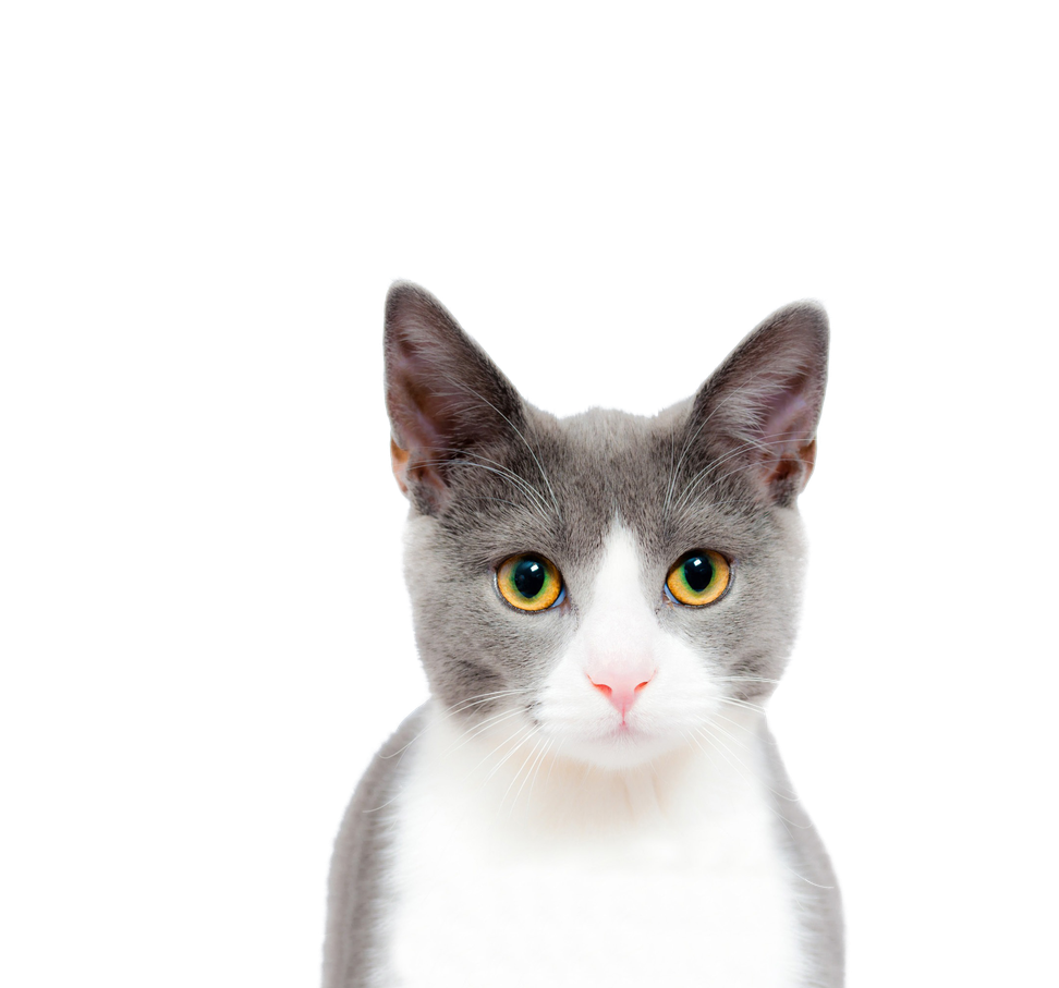 Cats Png Free Download (black, white)