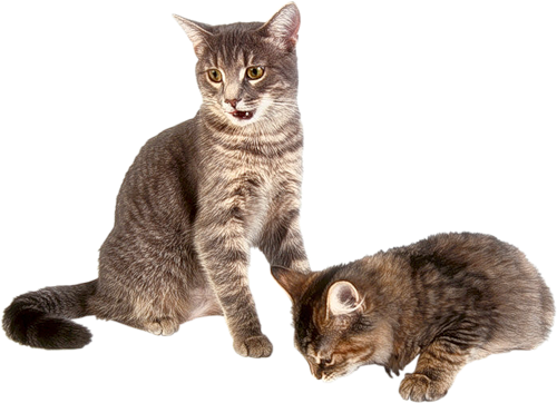 Cats Png (white, gray, silver)