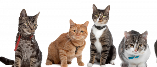 Cats Transparent Png (black)