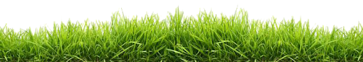 Natural Grass Transparent Png (black, olive, green)