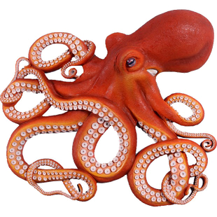 Nautiloid Png Image (white, black)