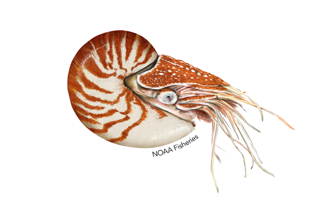 Nautiloid Png Photos (beige, pink, black, salmon, white)