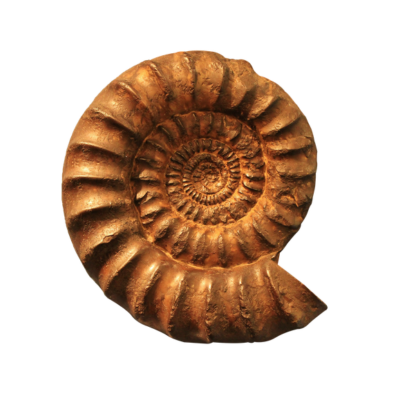 Nautiloid Png (maroon, chocolate, black)