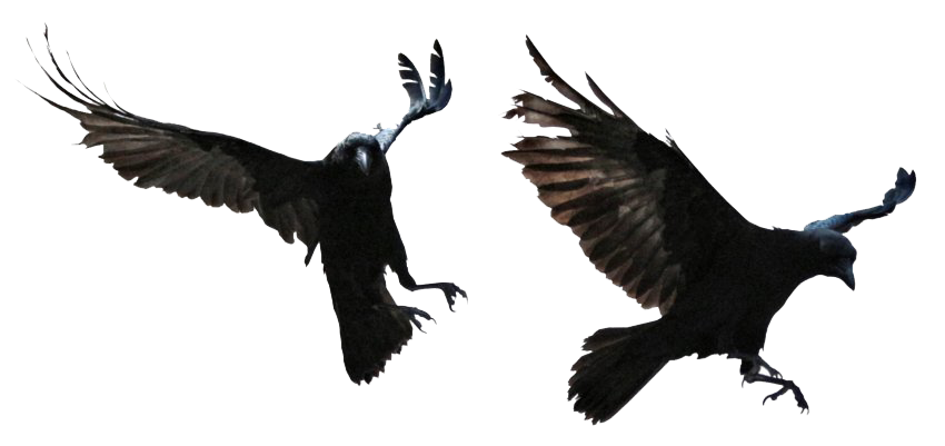 Raven Background Png (black, white)