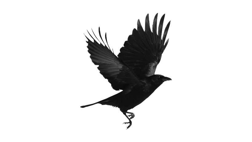 Raven Bird Png Clipart (black, white)