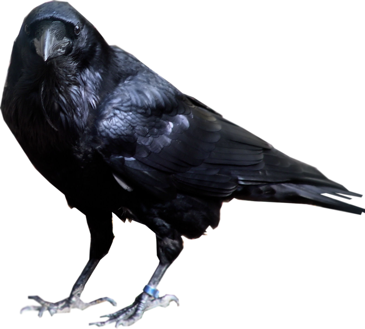 Raven Bird Png File (black)