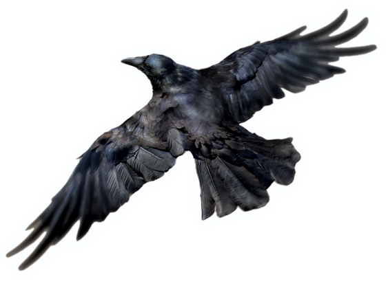 Raven Bird Png Free Download (black, white)