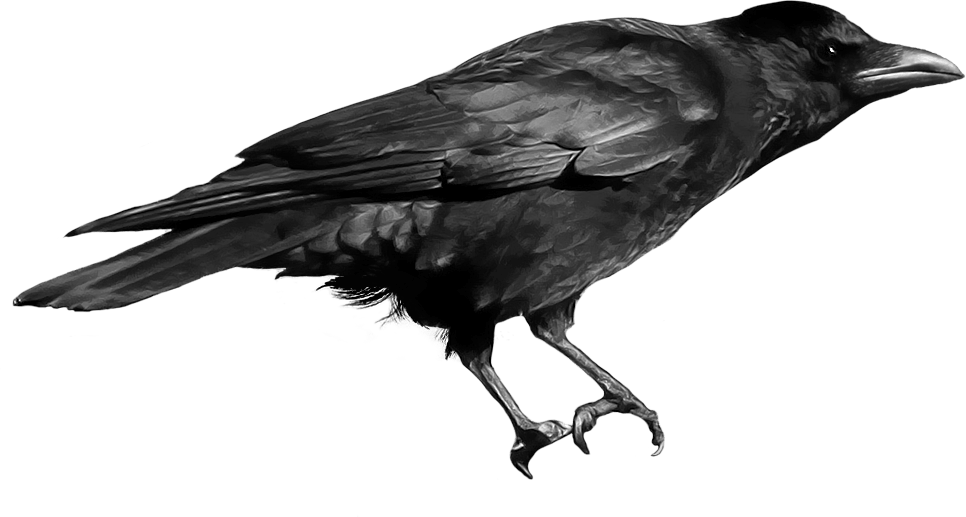 Raven Bird Png Hd (black)