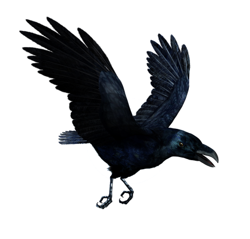 Raven Bird Png Photos (black)