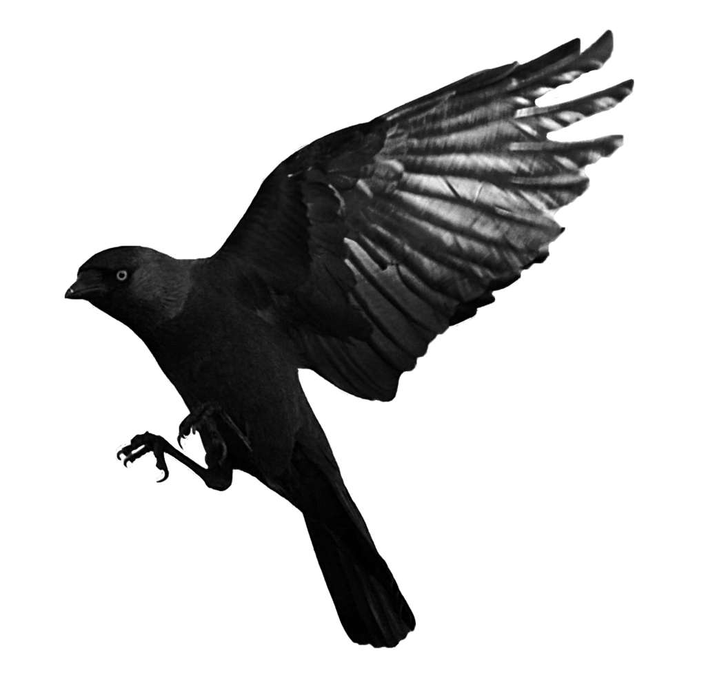 Raven Bird Png Picture (black)