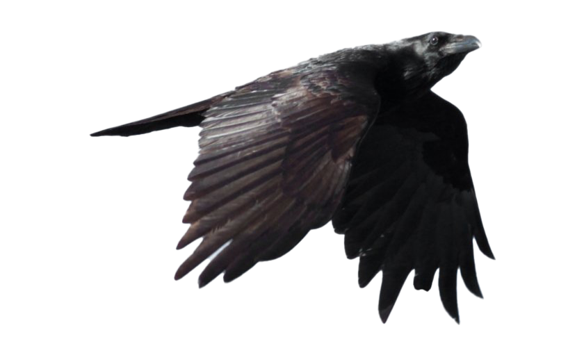 Raven Png Clipart (black, white)