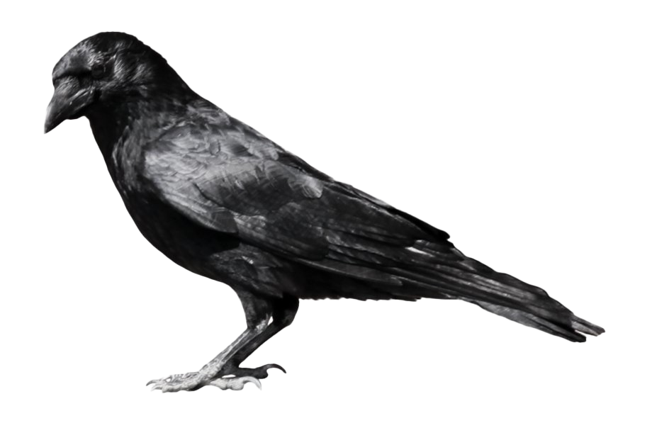 Raven Png Hd (black, white)