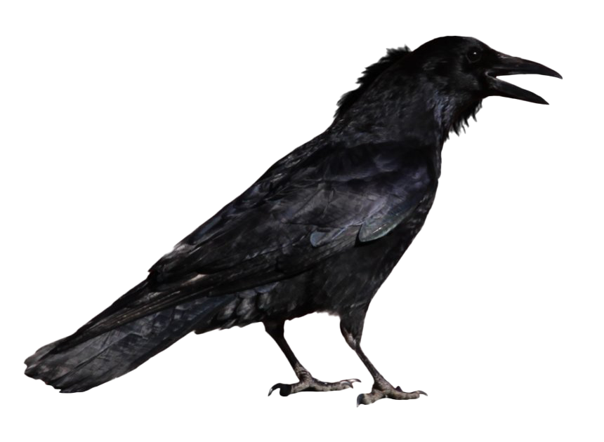 Raven Png Transparent Image (black, white)