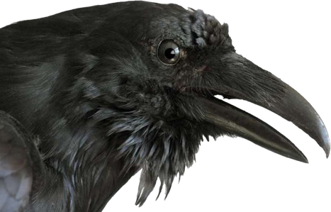 Raven Transparent Images Png (black)