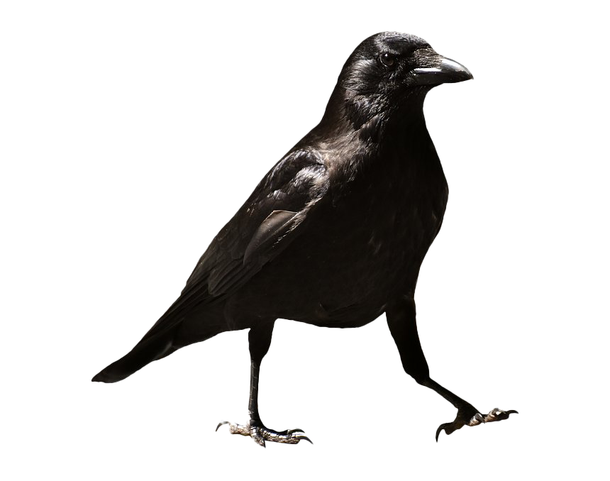 Raven Transparent Png (black, white)