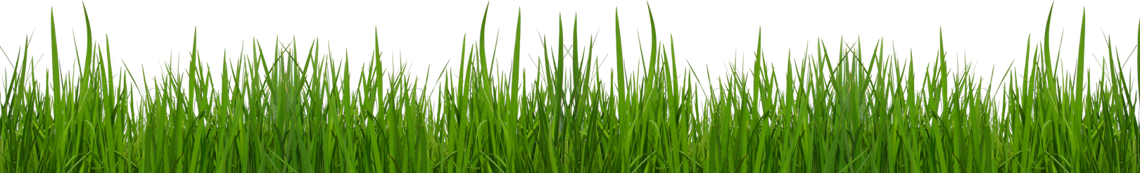 Lawn Grass Transparent Png (olive, green, black)