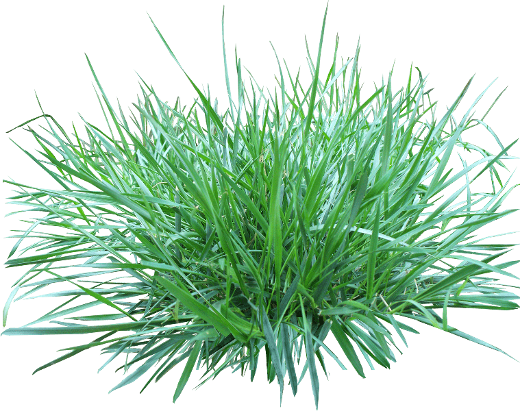 Lawn Png File (black)