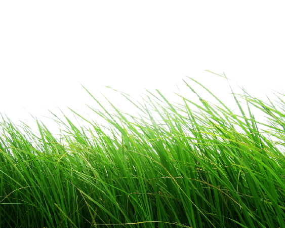 Lawn Png Hd (black)