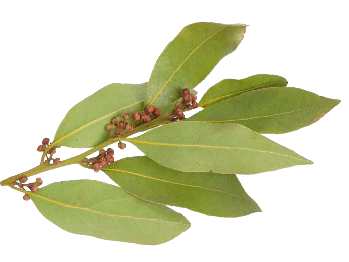 Bay Leaves Png Free Download (gray)