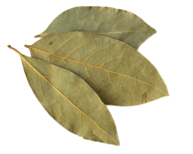 Bay Leaves Png Isolated Pic (gray)