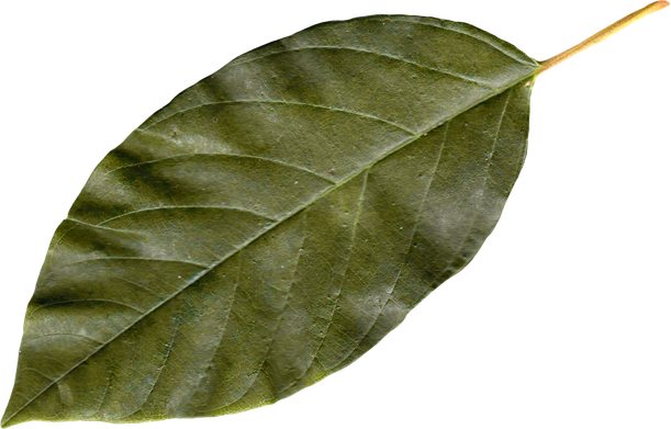 Bay Leaves Png Picture (black, olive)