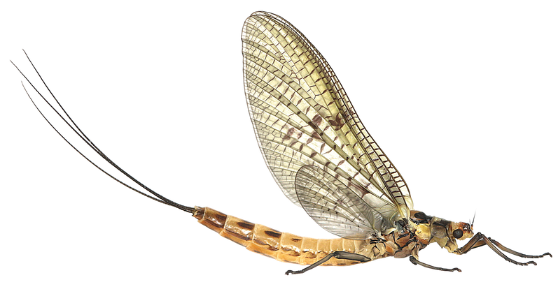 Mayfly Png Clipart (black)