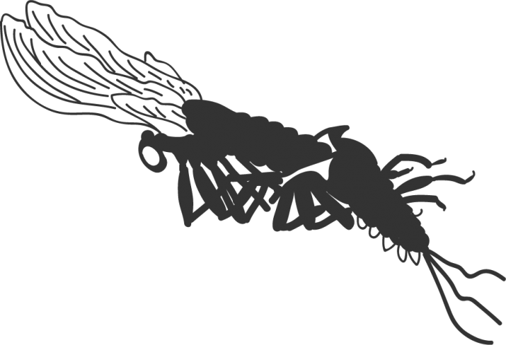 Mayfly Png Free Download (gray, black)