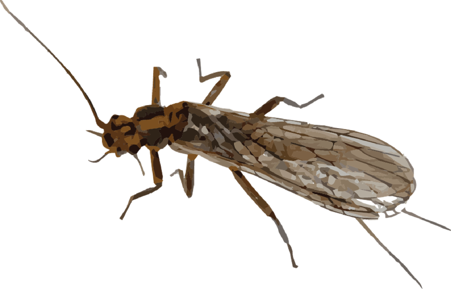 Mayfly Png Transparent Image (gray, black)