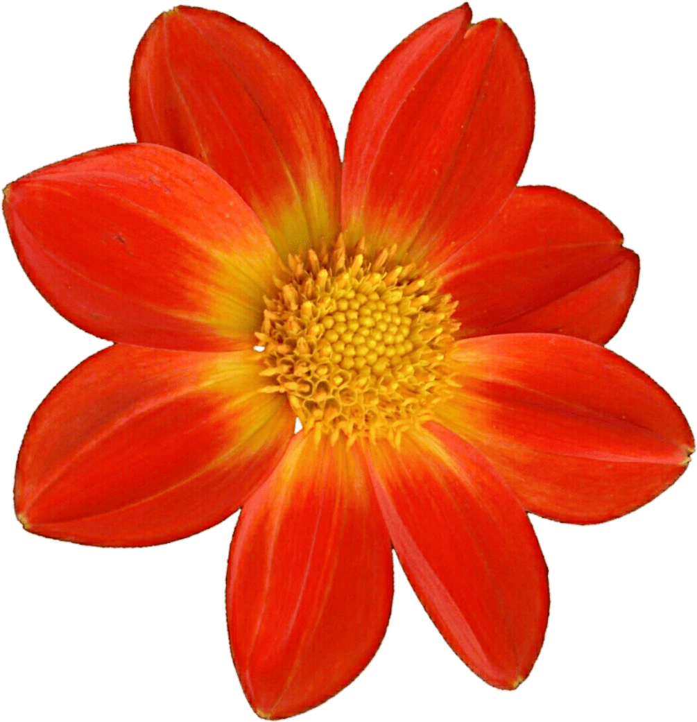 Gazania (black, red)