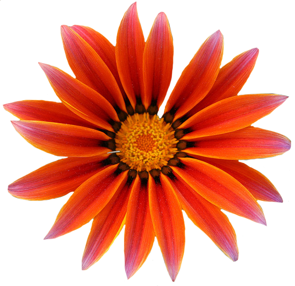 Gazania No Background (red, white)