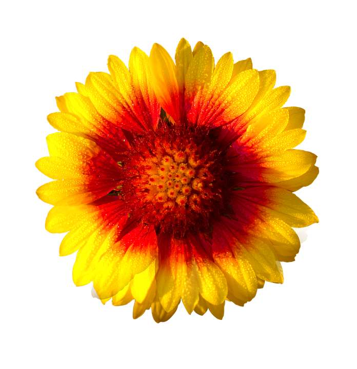 Gazania Png Clipart (gold, black, yellow)