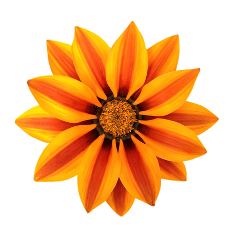 Gazania Png File (black, orange)