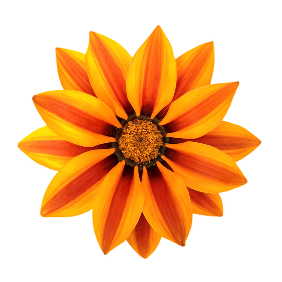 Gazania Png File (gold, black, orange)