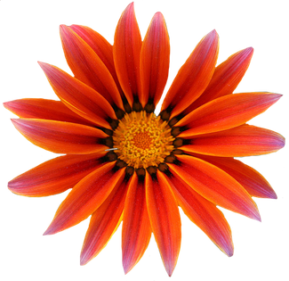 Gazania Png Free Download (black, maroon, red)