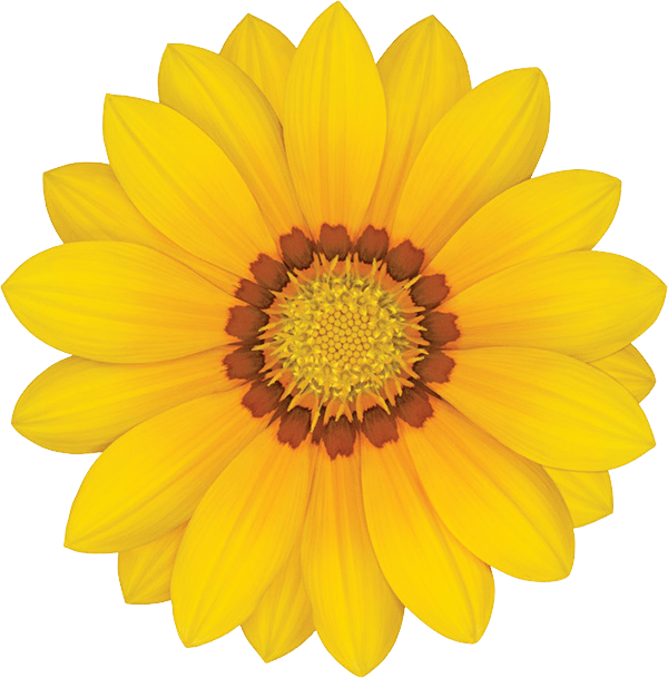 Gazania Png Free Image (gold, black)