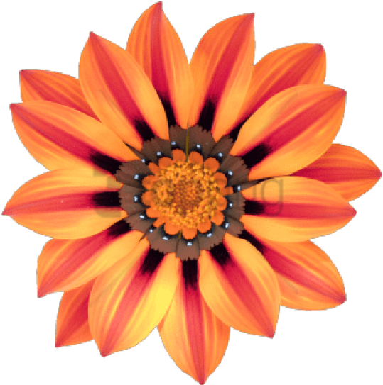 Gazania Png Hd Image (black, salmon, yellow)